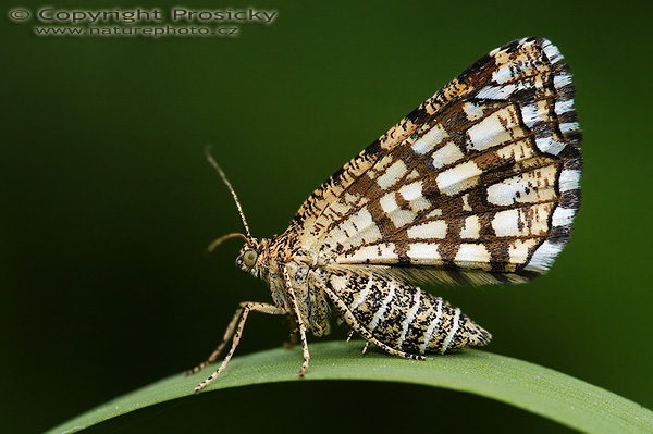Kropenatec jetelový (Chiasmia clathrata)
