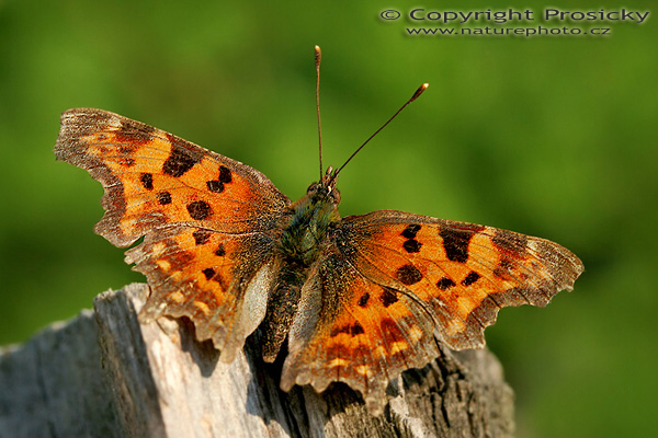 Babočka bíle C (Polygonia c-album)