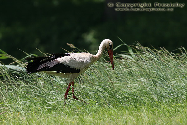 Čáp bílý (Ciconia ciconia)