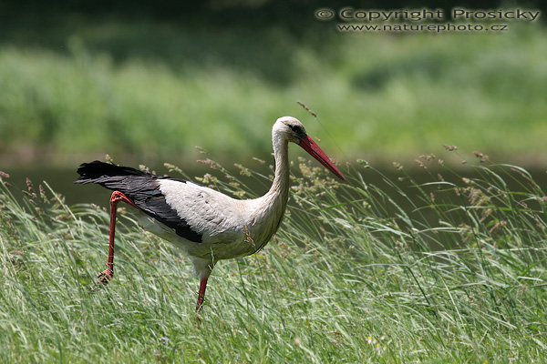 Čáp bílý (Ciconia ciconia)