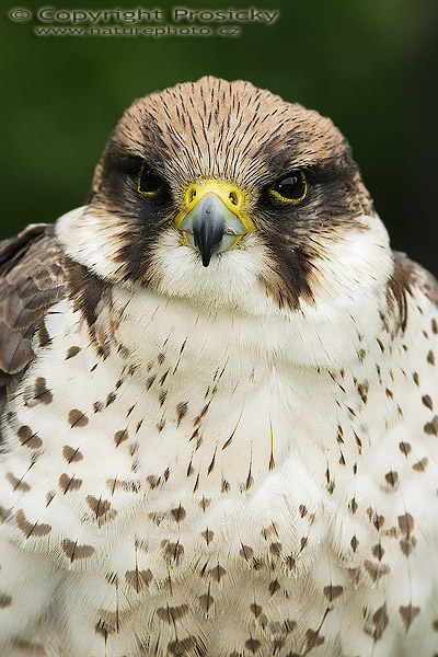 Raroh jižní (Falco biarmicus)