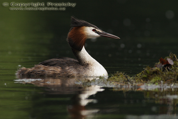 Potápka roháč (Podiceps cristatus)