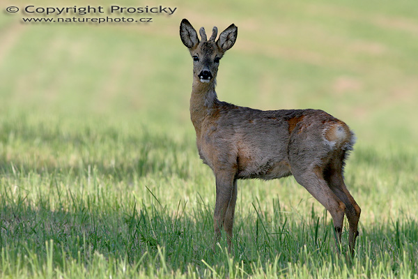 Srnec obecný (Capreolus capreolus)