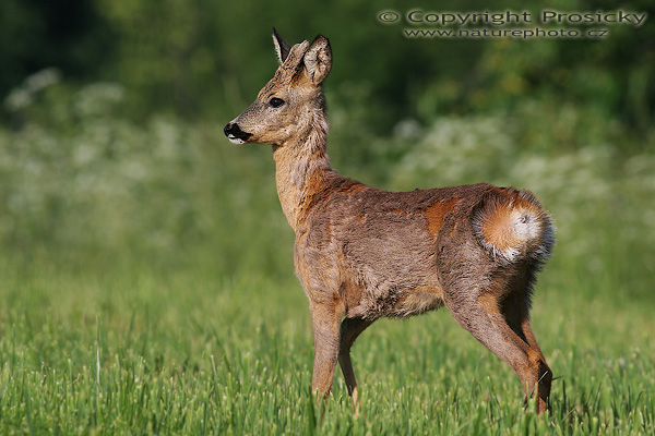 Srnec obecný (Capreolus capreolus)