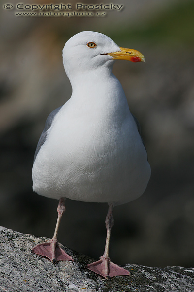 Racek stříbřitý (Larus argentatus)