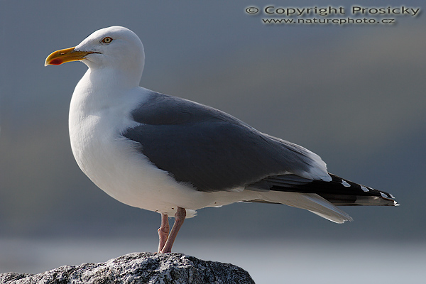Racek stříbřitý (Larus argentatus)