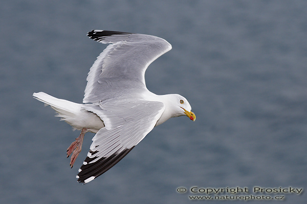 Racek stříbřitý (Larus argentatus)