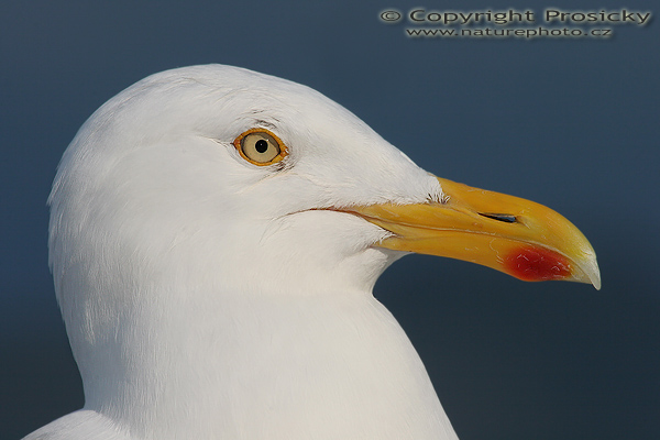 Racek stříbřitý (Larus argentatus)