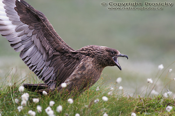 Chaluha velká (Stercorarius skua)