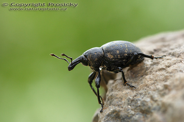 Klikoroh děvětsilový (Liparus glabrirostris Kuster)