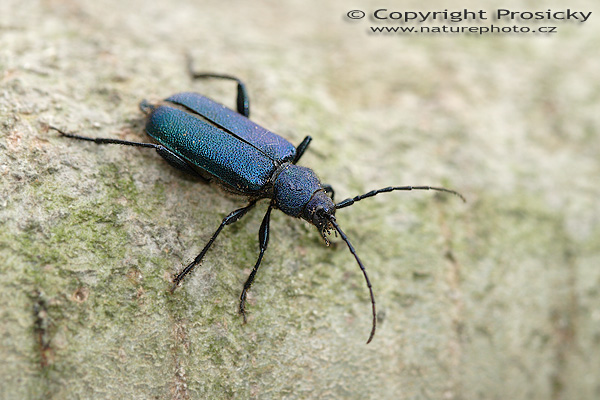 Tesařík fialový (Callidium violaceum)