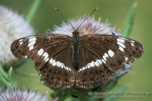 Bělopásek dvouřadý (Limenitis camilla)