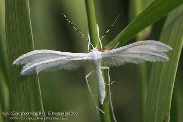 Pernatuška trnková (Pterophorus pentadactylus)