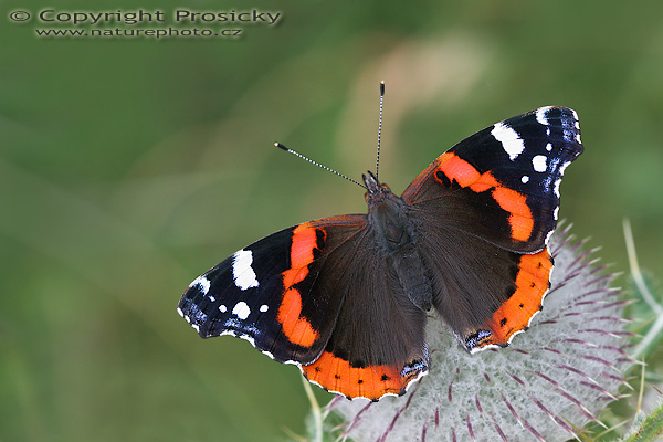 Babočka admirál (Vanessa atalanta)