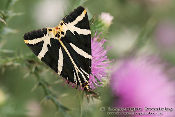 Přástevník kostivalový (Callimorpha quadripunctaria)