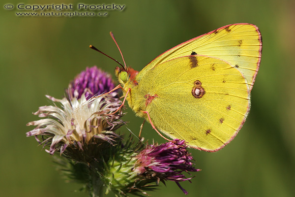 ®luťásek čičorečkový (Colias hyale)