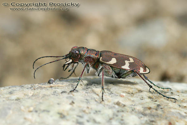 Svižník písečný (Cicindela sylvicola)