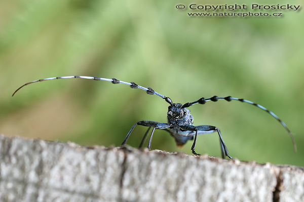 Tesařík alpský (Rosalia alpina)
