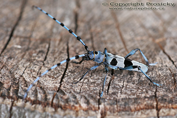 Tesařík alpský (Rosalia alpina)
