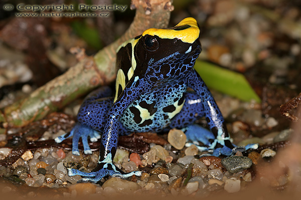 Pralesnička barvířská (Dendrobates tinctorius)