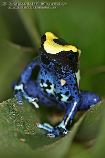 Pralesnička barvířská (Dendrobates tinctorius)