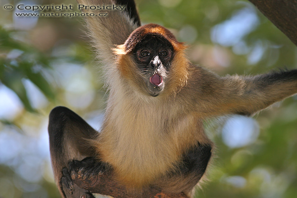 Chápan středoamerický (Ateles geoffroyi)