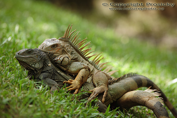 Leguán zelený (Iguana iguana)