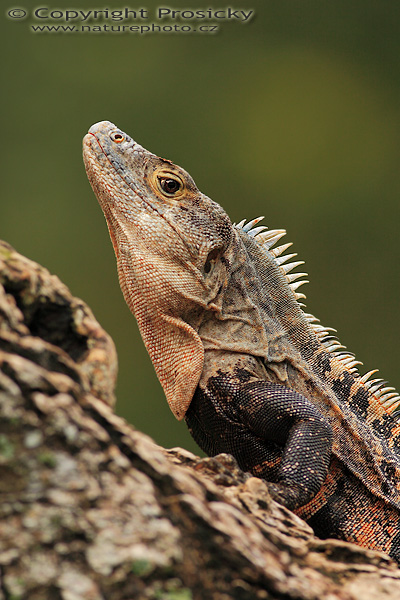 Leguán černý (Ctenosaura similis)