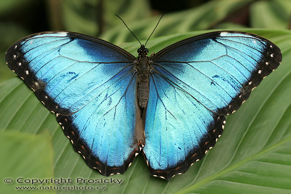 Blue Morpho (Morpho peleides limida)