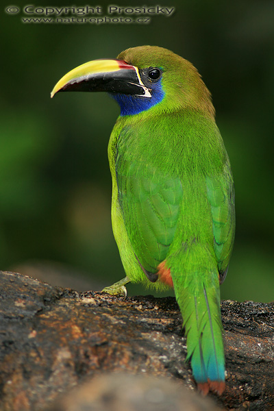 Arassari lesklý (Aulacorhynchus prasinus)