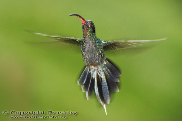 Kolibřík šedobřichý (Phaethornis guy)
