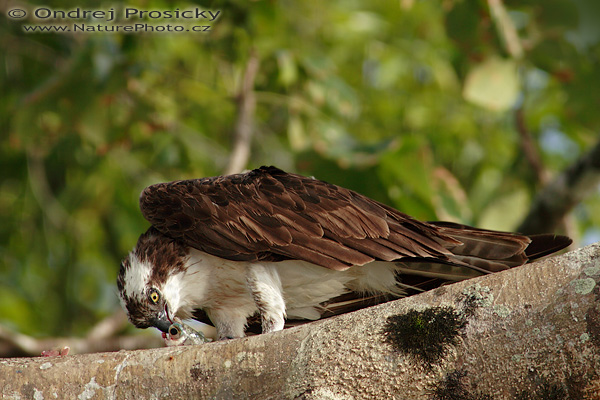 Orlovec říční (Pandion haliaetus)