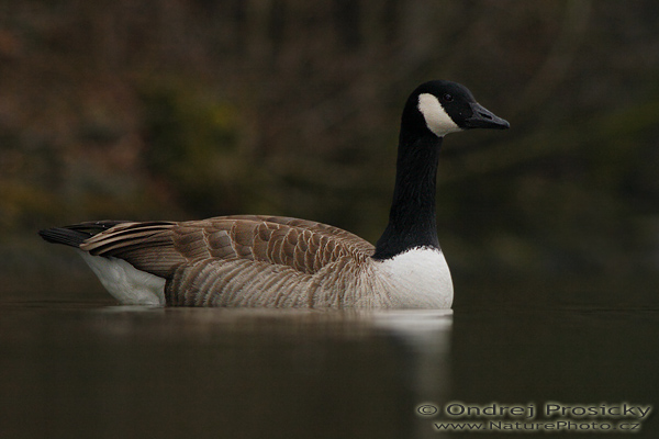 Berneška velká (Branta canadensis)