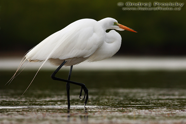 Volavka bílá (Egretta alba)