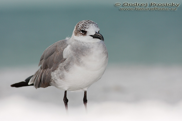 Racek atlantický (Larus atricilla)