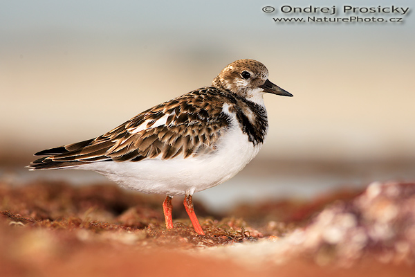 Kamenáček pestrý (Arenaria interpres)