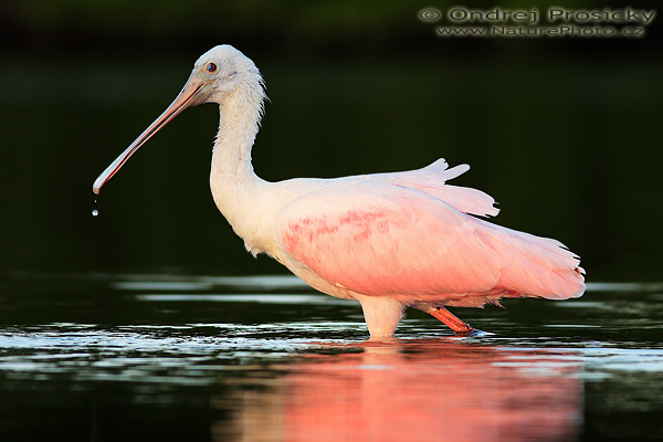 Kolpík růžový (Platalea ajaja)