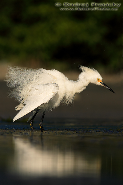 Volavka bělostná (Egretta thula)