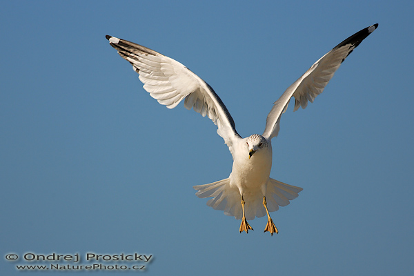 Racek delawarský (Larus delawarensis)