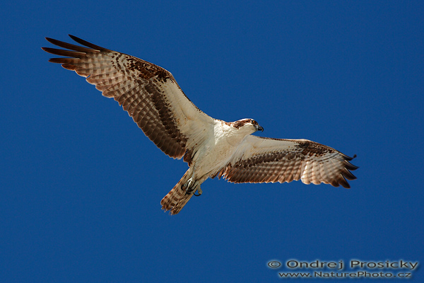 Orlovec říční (Pandion haliaetus)