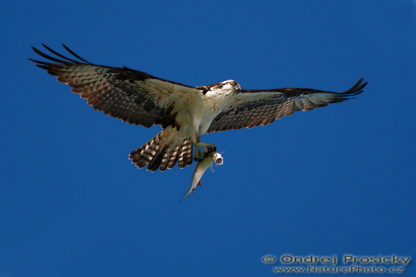 Orlovec říční (Pandion haliaetus)