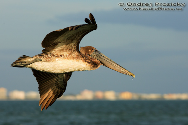Pelikán hnědý (Pelecanus occidentalis)