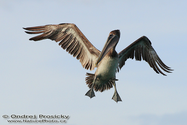 Pelikán hnědý (Pelecanus occidentalis)