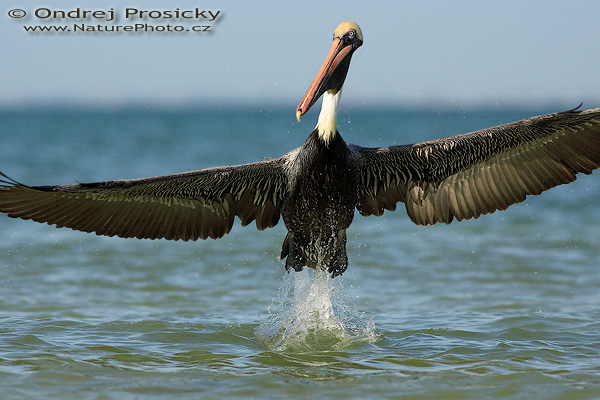 Pelikán hnědý (Pelecanus occidentalis)