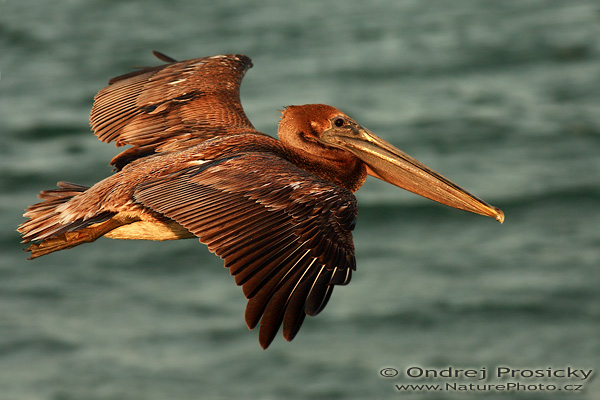 Pelikán hnědý (Pelecanus occidentalis)