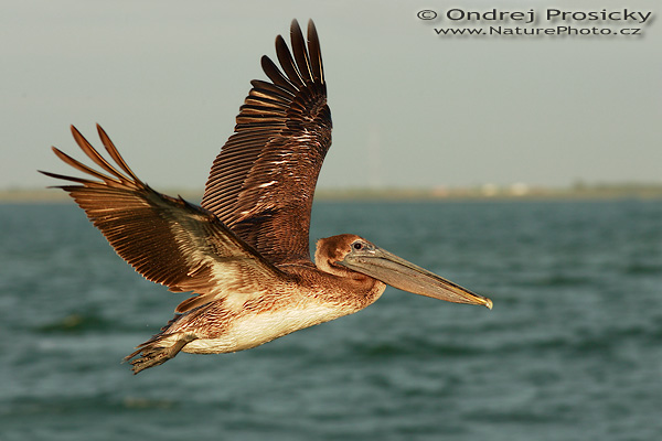 Pelikán hnědý (Pelecanus occidentalis)