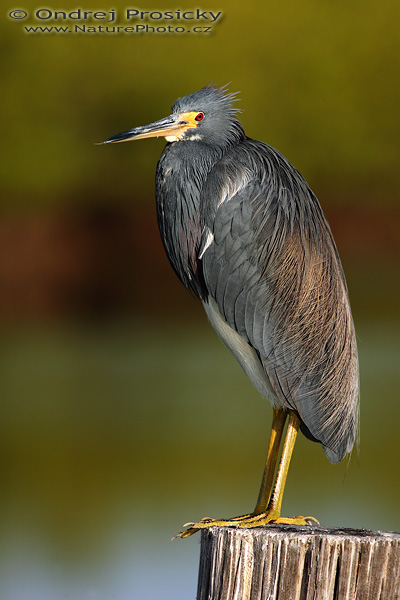 Volavka modrošedá (Egretta caerulea)
