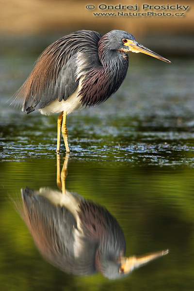 Volavka modrošedá (Egretta caerulea)