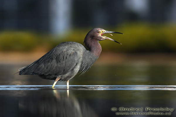 Volavka modrošedá (Egretta caerulea)