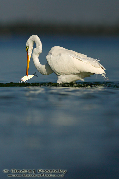 Volavka bílá (Egretta alba)
